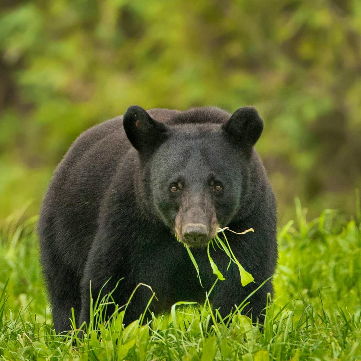 Black bear in the grass